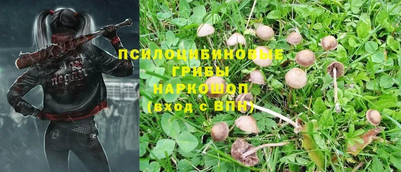 ссылка на мегу ССЫЛКА  дарнет шоп  Рудня  Псилоцибиновые грибы Psilocybine cubensis 